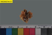 藏品(短指和尚蟹)的圖片